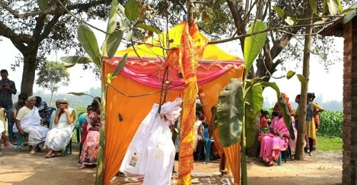 বট ও পাকুড়গাছের বিয়ে,